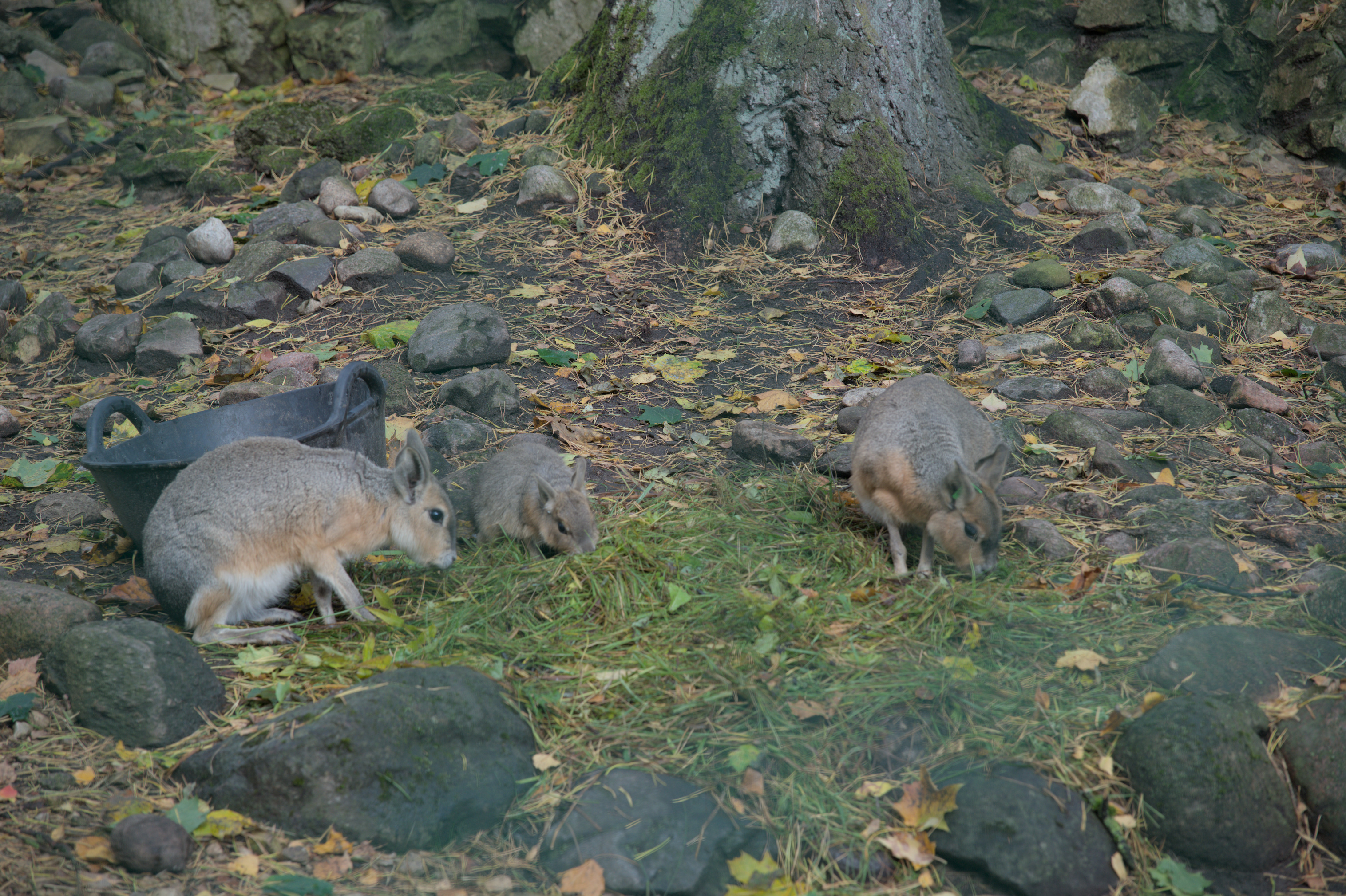 2025/10/12 - zoo/DSC_0011.jpg